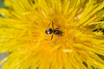 Ameise in einer Löwenzahnblüte auf der Suche nach Nektar © Andreas