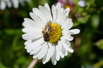 Gänseblümchen mit Insekt © Andreas