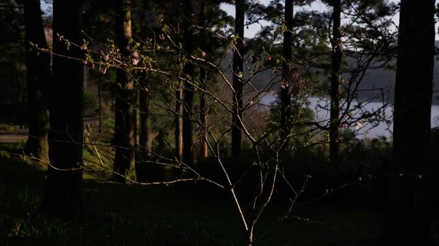 A tree illuminated by sunlight filtering through the leaves
