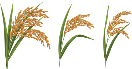 Fototapeta premium Set of Rice Plant Vector Illustrations with Golden Grains and Green Leaves in Different Stages of Growth