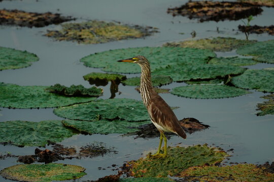 Yellow Bittern on the lotus leafs
