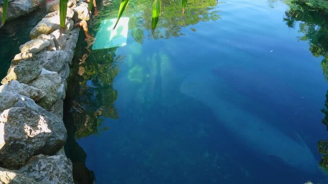 Two manatees swimming slowly in a lagoon in a tropical eco park. Peaceful wildlife scene with gentle marine mammals. Nature conservation, animal life and eco tourism concept.