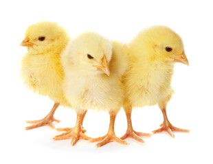 Fototapeta premium Cute yellow chicks on white background. Baby animals