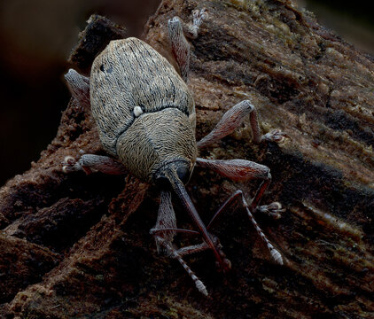 Extreme Makroaufnahme eines R&uuml;sselk&auml;fers auf Baumrinde, authentische Natur