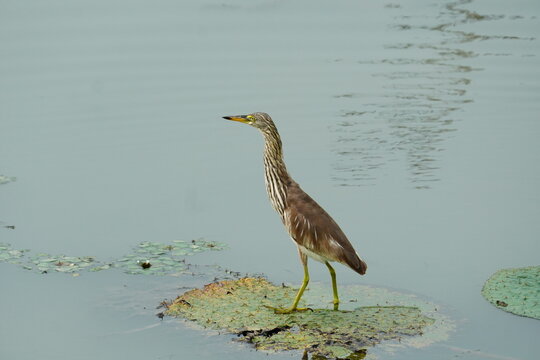 Yellow Bittern on a lotus leaf
