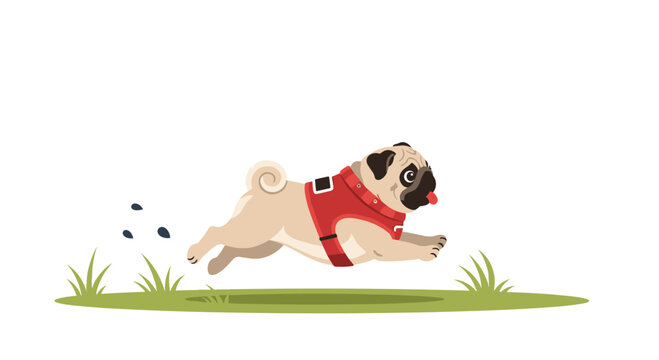 An energetic tan pug wearing a bright red harness sprints across a lush green patch of grass while small clumps of dark dirt fly behind its moving paws.