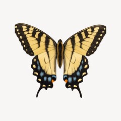Fototapeta premium Vibrant butterfly with intricate patterns.