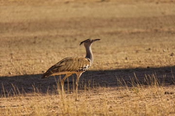 Obraz premium Kori Bustard Walking in the Auob riverbed in the Kgalagadi Transfrontier Park, South Africab 17083