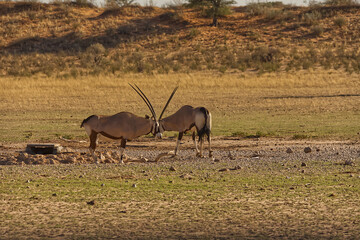 Naklejka premium Two Oryx in the dry riverbed of the Auob river in the Kgalagadi Transfrontier Park 17080