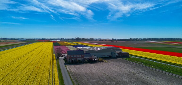 Tulip flower farm in full bloom, Bollenstreek bulb district, Lisse, South Holland, Netherlands &mdash; Dutch floriculture