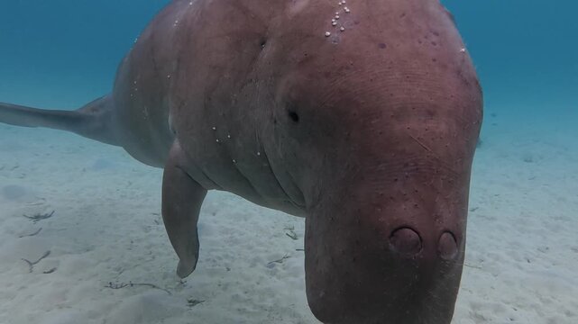 Dugong Swimming Over Sandy Seabed in Shallow Water