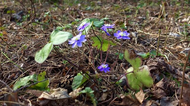 Blue Hepatica Flowers on Forest Floor