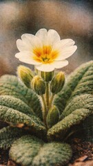 Fototapeta premium Delicate flower with textured mobile wallpaper