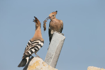 Adult Eurasian Hoopoe (Upupa epops) feeding its chick on rocks against a clear sky background. © VOLODYMYR KUCHERENKO