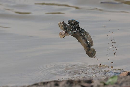 A mudskipper is jumping out of a mud puddle in the mangrove forest.