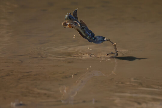 A mudskipper is jumping out of a mud puddle in the mangrove forest.