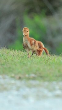 Sandhill Crane Chicks Colts Funny Fight Sibling Rivalry 
