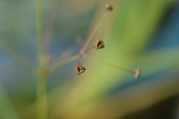 Common water plantain seed heads - Latin name - Alisma plantago-aquatica © nahhan