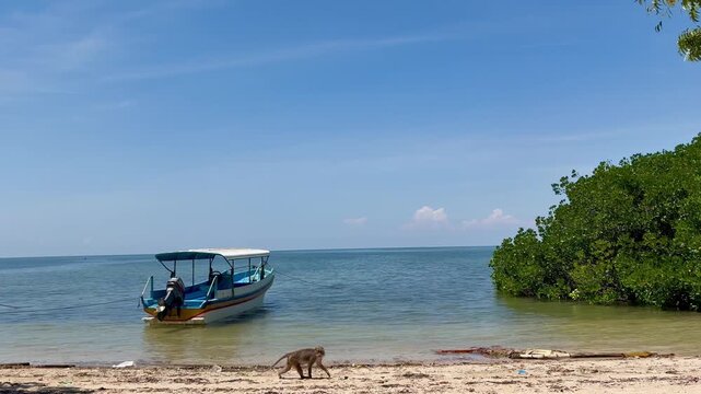 A monkey is walking on the beach