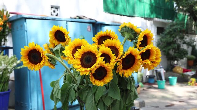 Bunch of sunflowers at delhi flower shop 4k footage 