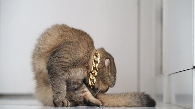 Brown tabby cat with gold chain collar grooming tail on white tiled floor, fluffy feline pet expressing calm and contentment in bright indoor home setting, relaxed brown tabby grooming tail