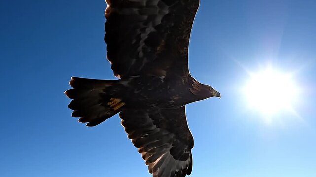 Sensitive content sky pink flowers air balloons view of soaring eagle