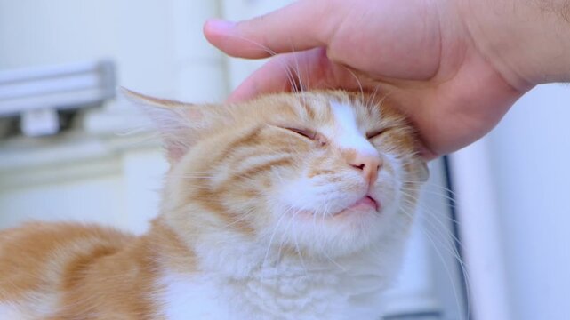Close up hand petting a cute yellow cat