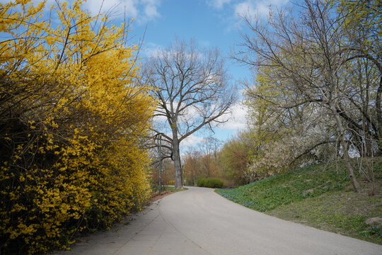 Winding park path lined with yellow forsythia bushes and budding trees under a bright blue sky