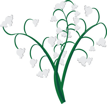 Minimal Lily of the Valley Botanical Vector Element with White Blossoms. A clean botanical vector element featuring lily of the valley flowers with soft white bell-shaped blooms and flowing green stem