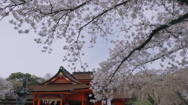 Cherry blossoms in Fujisan Hongu Sengen Taisha Honden, Japan.