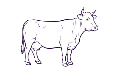 Fototapeta premium Cow line art illustration in a simple hand-drawn style.