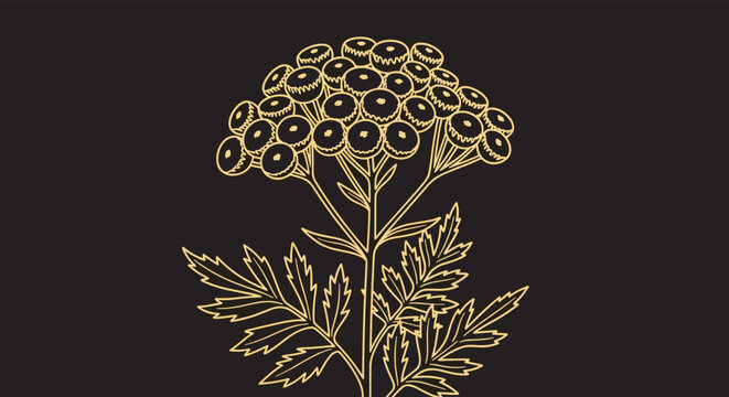 Detailed gold line art illustration of a tansy flower with its button-like flower heads and feathery leaves on a solid black background.