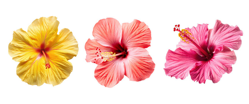 Red jaba hibiscus flower blooming on branch with fresh green leaves in natural tropical garden background