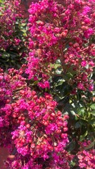 Obraz premium pink flowers in the garden