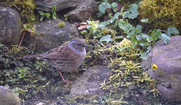 Heckenbraunelle im Garten 