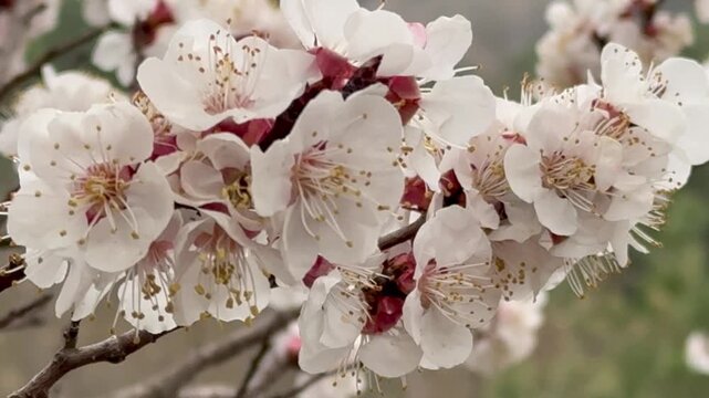 Video of a profusely blooming apricot tree (Lat. Prunus armeniaca) on an April day. Close-up of the pink flowers opening before the leaves emerge. Floral spring background