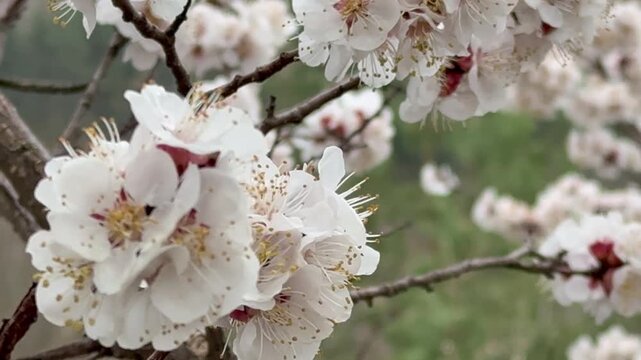 Video of a branch of a flowering apricot tree (Prunus armeniaca) on an April day. A close-up view of the pink flowers opening before the leaves emerge. A floral spring backdrop