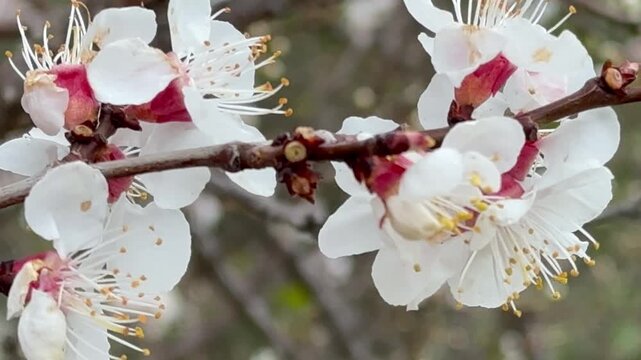 Video of blooming apricot tree (Lat. Prunus armeniaca)  on spring day. Pink flowers open before the leaves emerge. Floral background