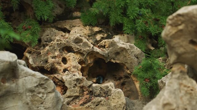 Mossy limestone crevice showing honeycomb erosion and textured cavities, closeup nature study for geologist survey with soft natural light, lush green moss, rugged boulder foreground, tactile porous