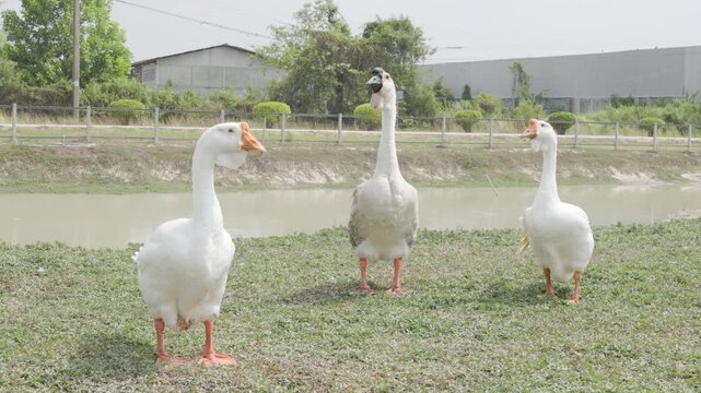A gaggle of domestic geese explores a grassy bank near a pond. Capturing authentic animal movement, poultry behaviours, and a peaceful farming atmosphere in a natural outdoor rural setting.