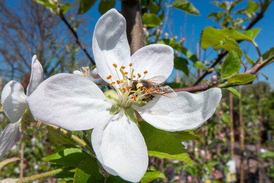 Bee Pollinating White Blossoms