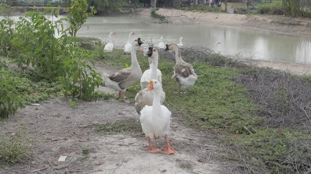 A gaggle of domestic geese walking and exploring a grassy bank near a rural pond. Capturing authentic farm life movement, poultry behaviours, and a peaceful countryside atmosphere.
