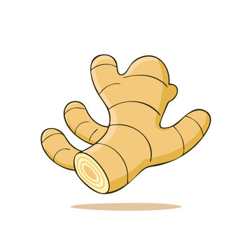 Cartoon ginger root with stubby fingers and texture lines isolated on white background