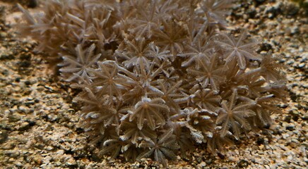 Close-up of delicate Xeniidae soft coral polyps underwater, with feathery tentacles arranged in a star-like pattern. The coral attaches to a sandy substrate, showcasing its intricate texture. © Johari