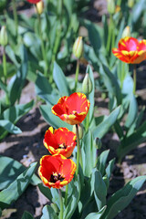 Naklejka premium Closeup of a trio red and yellow Tulips, Derbyshire England 