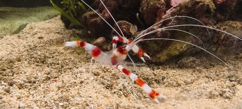 a Banded Coral Shrimp (Stenopus hispidus), a popular invertebrate in marine aquariums known for its distinctive appearance and cleaning behavior. 