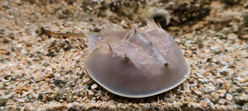 Pale Asian horseshoe crab underwater on gravelly seabed, with translucent body and visible segmentation. Its long tail spine and ancient anatomy emphasize its evolutionary history. 