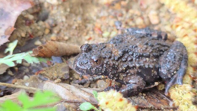 

Macro shot of an Oriental fire-bellied toad with unique skin patterns in a mountain stream.4



