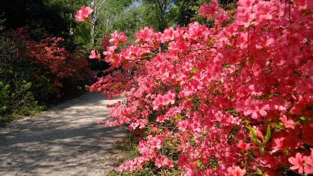 Rododendron bush by the way