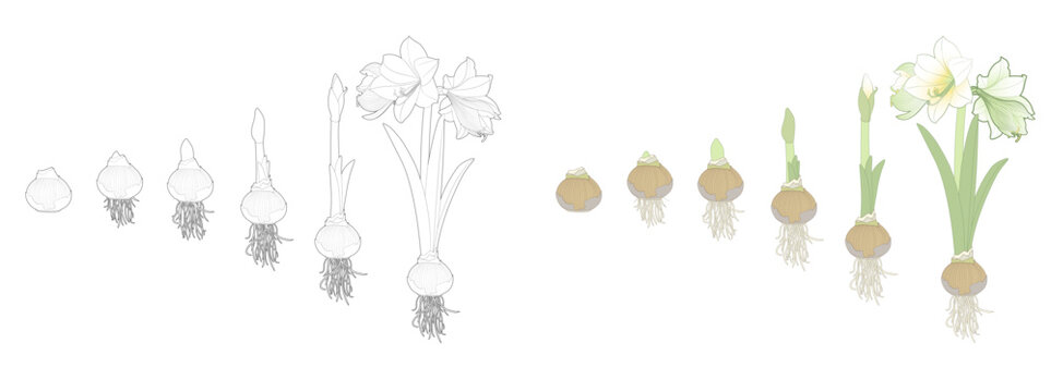 Vector illustration. Hand drawing botanical illustration. Growth stages of bulbous domestic flowers. Potted amaryllis or hippeastrum.	

